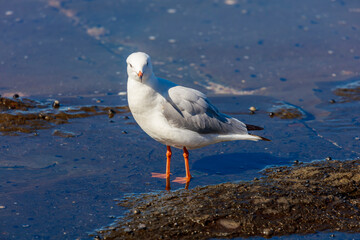 Photograph of a Silver Gull standing in sea water along a rugged coastline near the town of Shellharbour in the Illawarra region of NSW, Australia.