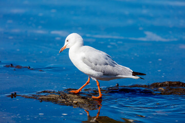 Photograph of a Silver Gull standing in sea water along a rugged coastline near the town of Shellharbour in the Illawarra region of NSW, Australia.