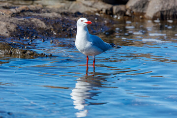 Photograph of a Silver Gull standing in sea water along a rugged coastline near the town of Shellharbour in the Illawarra region of NSW, Australia.