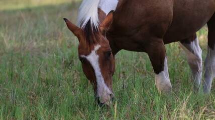 brown and white horse eating grass