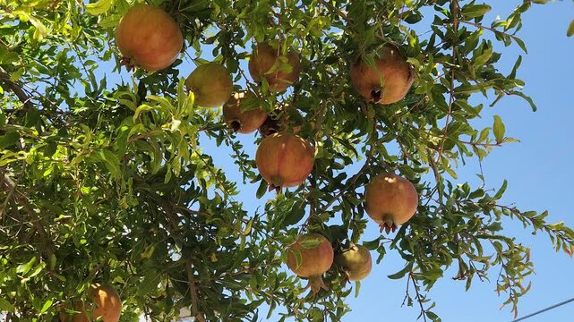 Vibrant red pomegranates are the beloved antioxidant fruit of autumn. They are still ripening on the branch, becoming sweeter with each passing day.