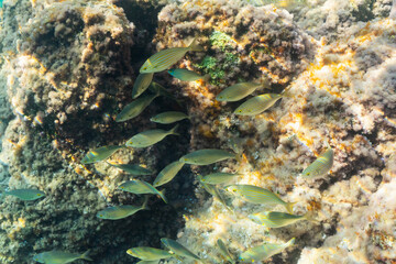 A large school of Salema porgy fish (Sarpa salpa) swimming together over a rocky reef in clear sunlit water.