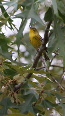 Pine Warbler on a Branch