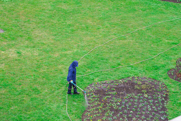 a person waters flowers. A man in a raincoat waters plants in a garden bed using a hose. Perfect for educational materials on gardening and plant care