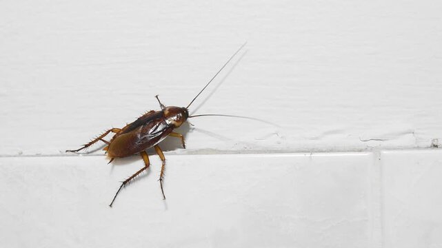 cockroach on bathroom wall moving its antenna and leg, ugly gross insect