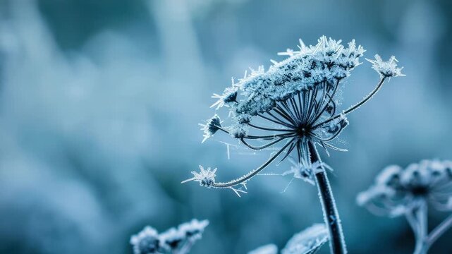 A frosty dandelion bloom amidst a forest setting.