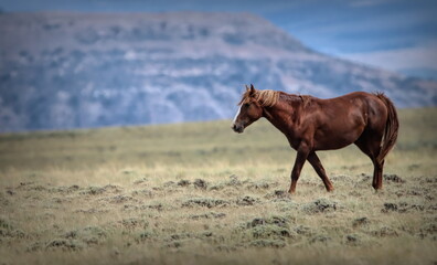Wild Horse Landscape in Salt Wells Creek HMA, Wyoming