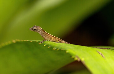 green caterpillar on a leaf