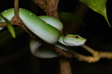 green tree python