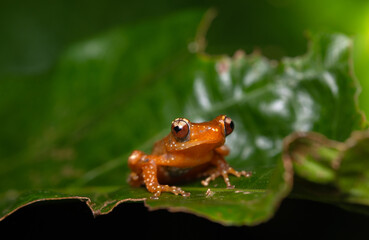 frog on leaf