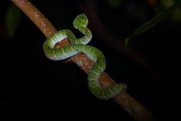 green snake in the tree