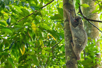 Flying squirrel