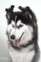 A dog, wooly coated blue eyes Siberian Husky dressed in a witch costume with bat headband for Halloween is sitting, and holds a pumpkin-shaped bucket in his teeth, asking for treats and got a peanut.