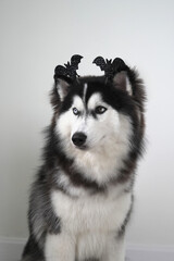 A dog, wooly coated blue eyes Siberian Husky dressed in a witch costume with bat headband for Halloween is sitting, and holds a pumpkin-shaped bucket in his teeth, asking for treats and got a peanut.