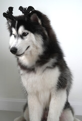 A dog, wooly coated blue eyes Siberian Husky dressed in a witch costume with bat headband for Halloween is sitting, and holds a pumpkin-shaped bucket in his teeth, asking for treats and got a peanut.
