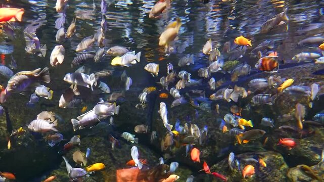 A large group of fish swims in a big aquarium. The fish have many different colors and patterns as they move around rocks at the zoo during the day