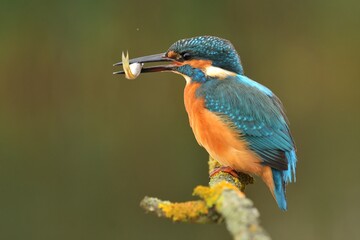 Common kingfisher Alcedo atthis bird songbird wildlife nature predator cock o the north, beautiful animal mountain finch, animal, bird watching ornithology, flower bud fauna wildlife Europe