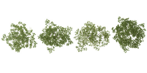 Obraz premium Collection of Cyclobalanopsis trees on transparent background from the top view