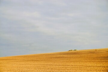 Fototapeta premium Landschaftspanorama mit goldgelbem abgeerntetem Weizenfeld vor blau-grauem Himmel in der Natur bei Sonne und Wind am Nachmittag im Spätsommer
