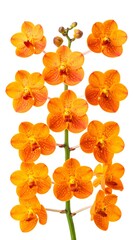 Orange Orchid Stem with Flowers.