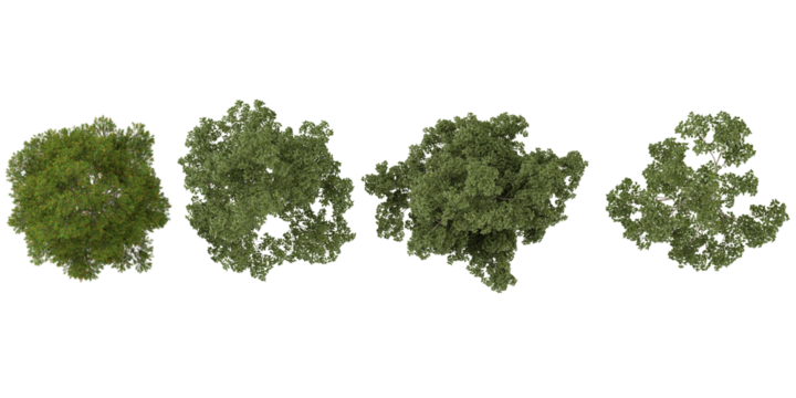 Collection of platycladus,populus trees on transparent background from the top view
