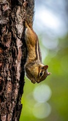Obraz premium Chipmunk clinging to tree trunk