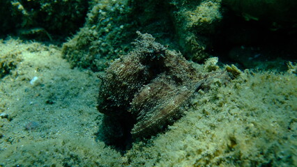 Obraz premium Common octopus (Octopus vulgaris) hunting, Aegean Sea, Greece, Halkidiki, Pirgos beach