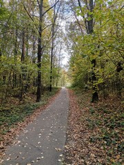 Obraz premium Calm paved path through a forest with colorful autumn foliage and fallen leaves with copy space