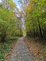 Fototapeta premium Gentle winding path through a vibrant autumn forest with fallen leaves and copy space
