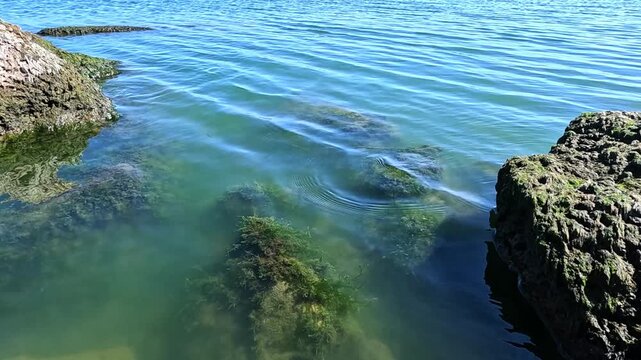 Green algae Enteromorpha intestinalis grows on rocks near the shore
