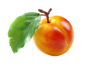 A flashy apricot with a leaf, isolated on a white background