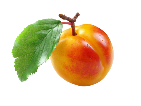 A flashy apricot with a leaf, isolated on a white background