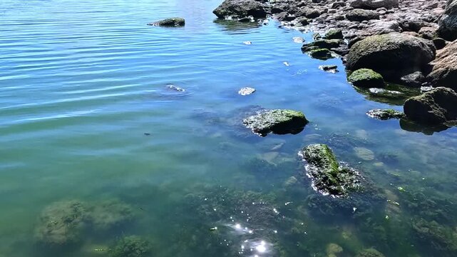 Green algae Enteromorpha intestinalis grows on rocks near the shore