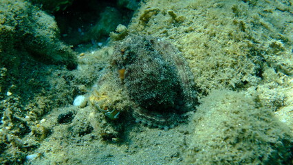 Common octopus (Octopus vulgaris) hunting, Aegean Sea, Greece, Halkidiki, Pirgos beach