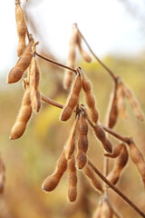 Soybeans ripen on the farmer's field