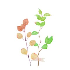水彩植物イラスト 白背景の葉と茎の繊細な描写