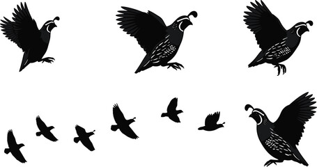 Flying quail bird silhouettes, detailed wildlife illustration, nature animal artwork, bird flight poses, plume feather drawing, educational ornithology design, flock in motion
