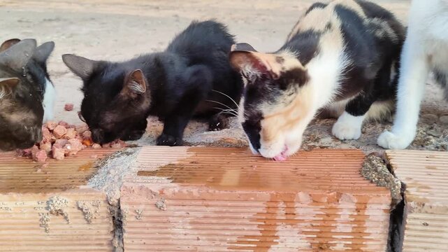 A row of stray cats of all ages from a feline colony feed on the pavement