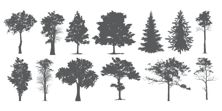 
CAD Drawings. Minimal style cad tree line side view, set of graphics trees elements outline symbol for architecture and landscape design drawing. Vector illustration