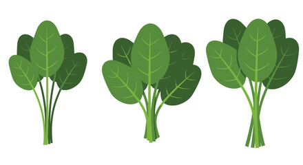 Three bunches of bright green spinach leaves on a white background