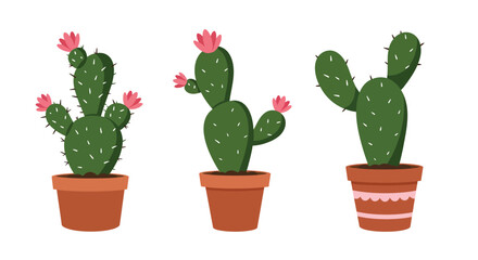 Three potted cacti with pink flowers in a simple illustrated style