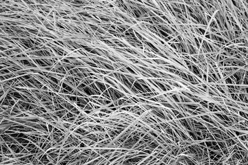 A detailed monochrome photograph capturing the intricate and chaotic texture of dry, matted grass, creating a natural abstract background pattern