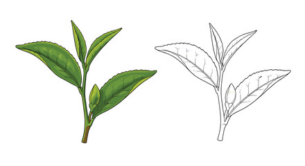 Fototapeta premium Green tea leaves are a natural beverage rich in antioxidants and health benefits for wellbeing.