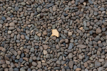 Yellow ginkgo leaf on gray pebbles background