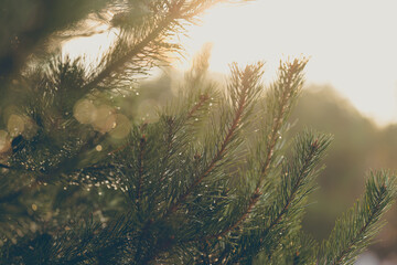 Close-up of pine needles with water droplets and soft sunlight.