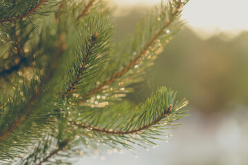 Close-up of a pine tree branch with water droplets glistening in the sunlight.