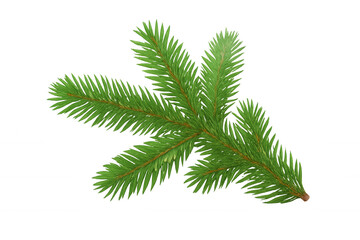 Fir branch with green needles, creating a festive christmas and holiday season decoration on transparent background