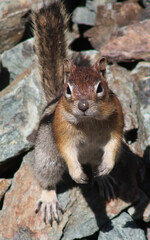 cute portrait of a wild squirrel begging for food at the Seven Devils lookout near Riggins Idaho