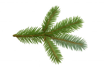 Spruce branch with green needles, evergreen plant for christmas holidays and winter nature themes on transparent background