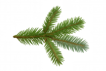Spruce branch with green needles, evergreen plant for christmas holidays and winter nature themes on transparent background